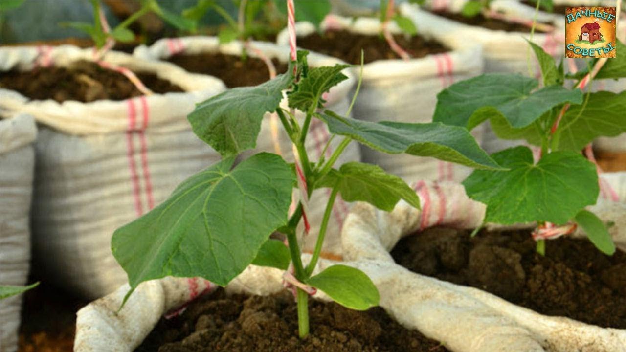 Выращивание огурцов в мешках Технология и практические советы Секреты хорошего урожая