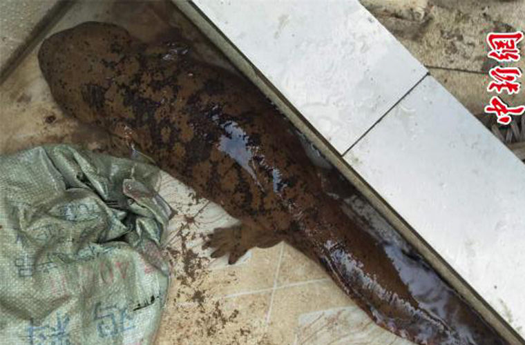 Китаянка обнаружила в канализации «живое ископаемое»