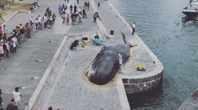 В Париже огромный кит выбросился на набережную