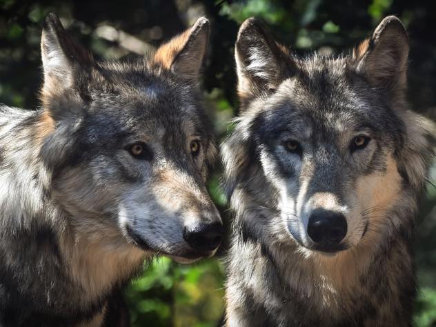 В Коми голодные волки вышли на охоту в населенные пункты