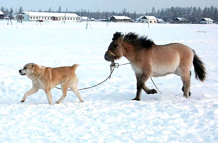 Пес «уговорил» вредную лошадь ходить на водопой в лютый мороз