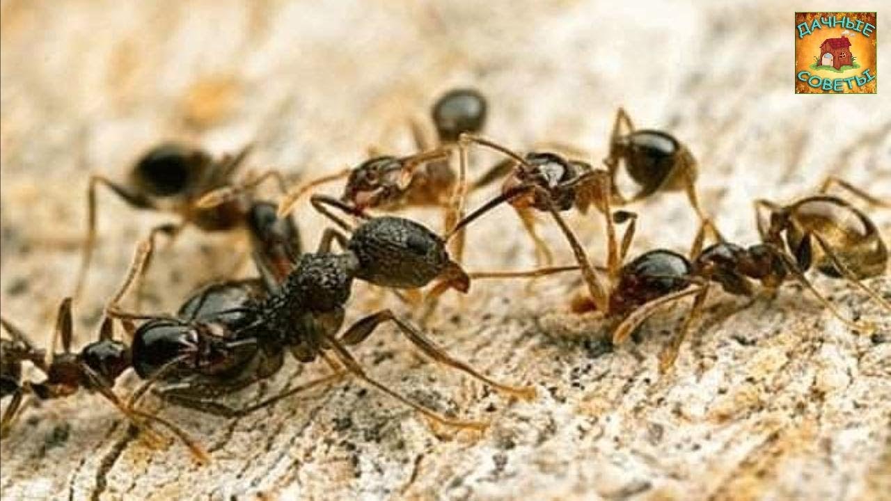 Пшено от муравьев на дачном участке Оригинальный способ о котором вы могли не знать