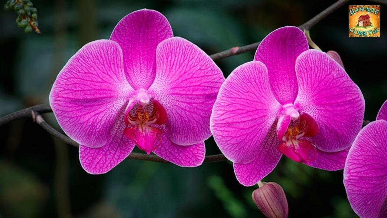 Как ухаживать за орхидеей Фаленопсис круглый год Рекомендации на каждый месяц