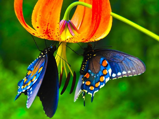 Мир бабочек. Что мы о них знаем?