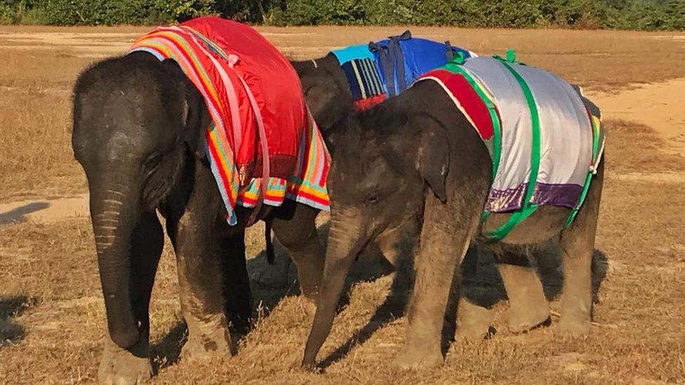 Слонята в одеялах: в Юго-Восточной Азии животных спасают от холодов