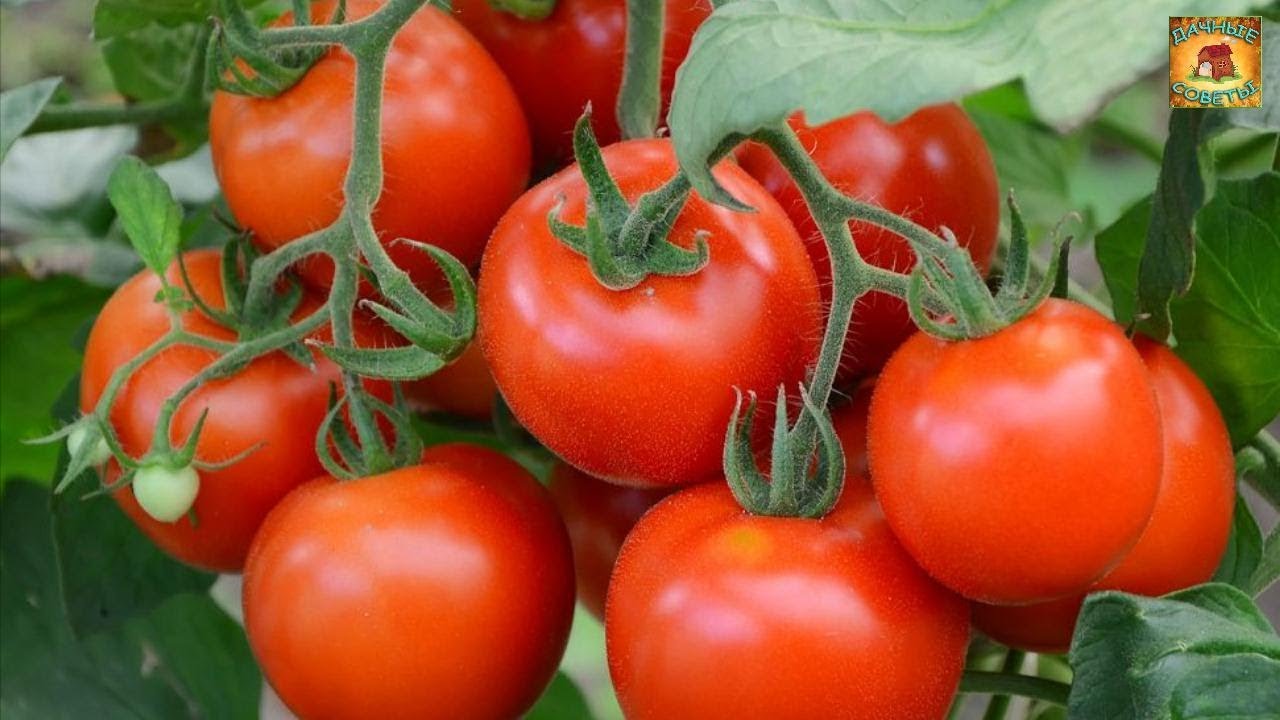 Выращивание томатов Секреты хорошего урожая помидоров Дачные советы и рекомендации