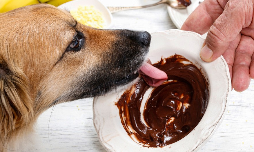 Не кормите собак шоколадом! Даже в Новый год