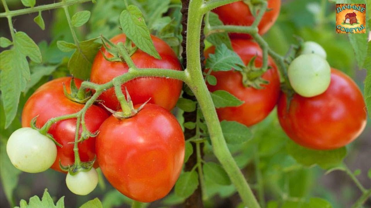 Почему помидоры жируют и что делать Дачные хитрости и полезные советы