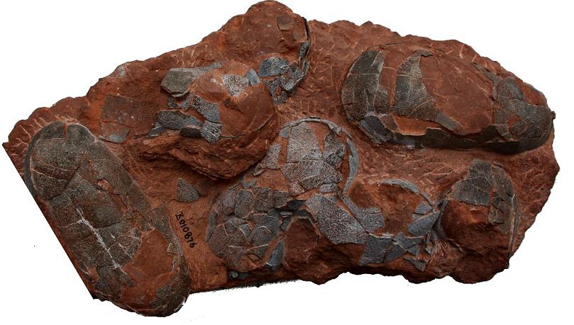 Китайские рабочие нашли яйца динозавров возрастом 130 млн лет