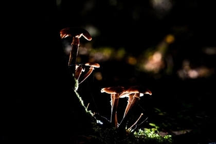 Аномальная зима принесла грибы в российские леса