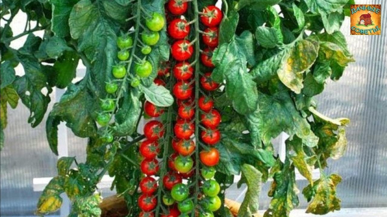 Выращивание томатов на подоконнике зимой Практические советы и рекомендации Дачный ответ