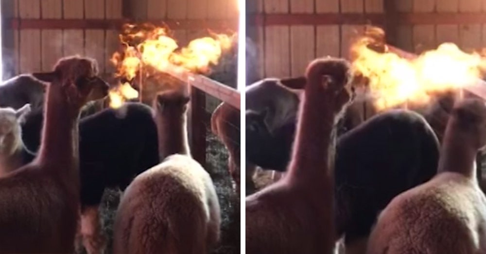 Владелец целой фермы альпак всегда считал, что знает о них всё, пока одна из них не стала дышать огнём.