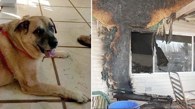 Невероятное: семья вернулась в сожженный дом спустя 2 месяца. И вдруг их собака стала рычать и рыть пол!