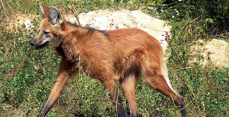 Длинноногий волк-мутант замечен в Бразилии