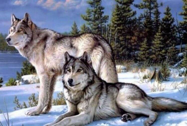 Мудрая притча про двух волков
