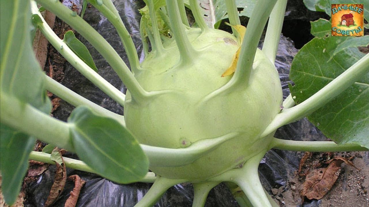 Как вырастить капусту кольраби в открытом грунте Уход за рассадой и сроки посадки Дачные советы