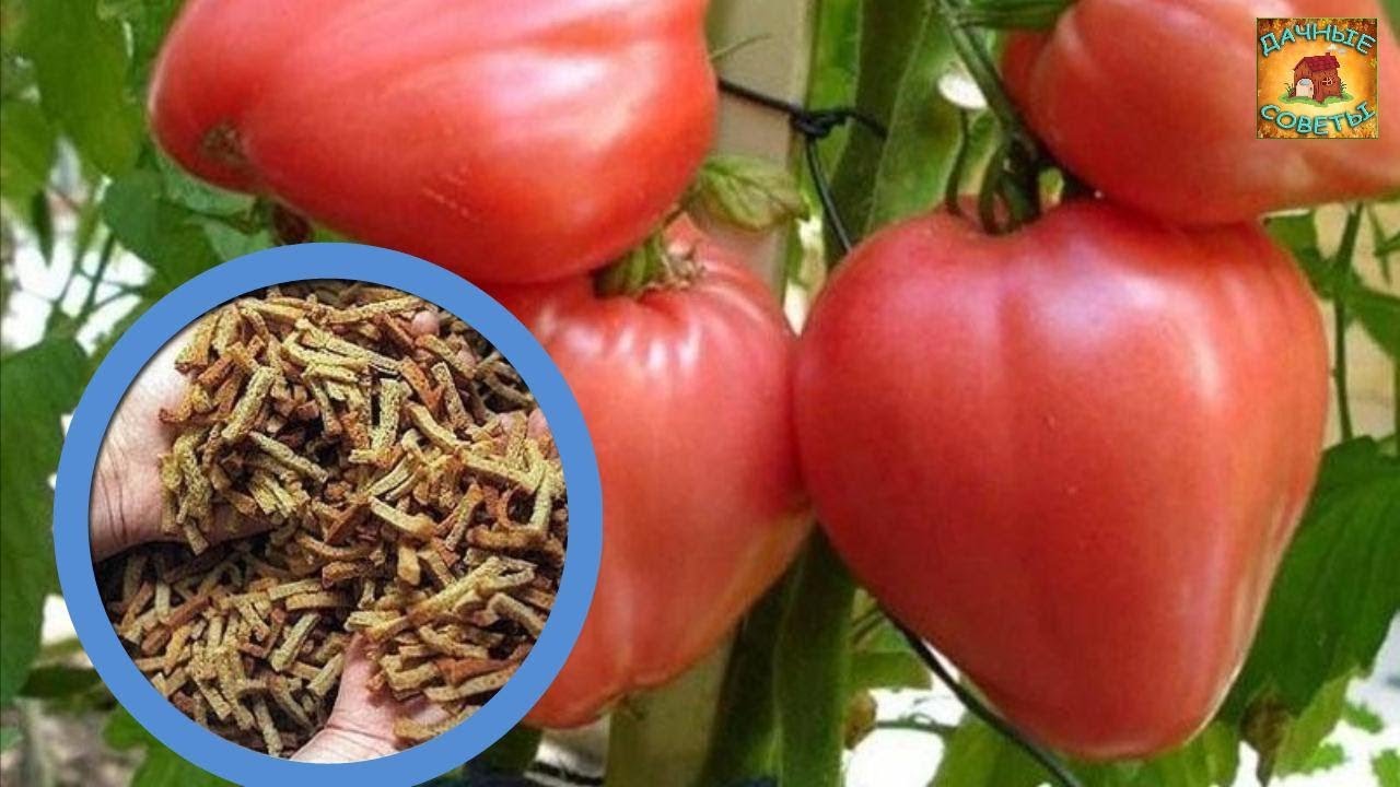 Выращивание помидоры на СУХАРЯХ и никакой ПОДКОРМКИ Настоящая находка для дачника