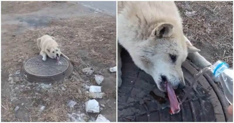 Неравнодушный прохожий спас собаку, примерзшую языком к канализационному люку