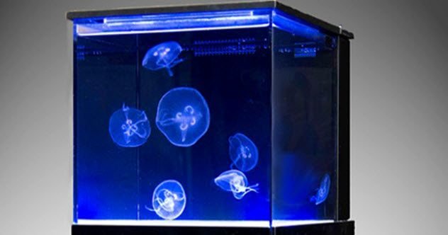 Необычное применение медуз