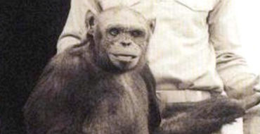 Подтверждены слухи о создании гибрида человека и шимпанзе