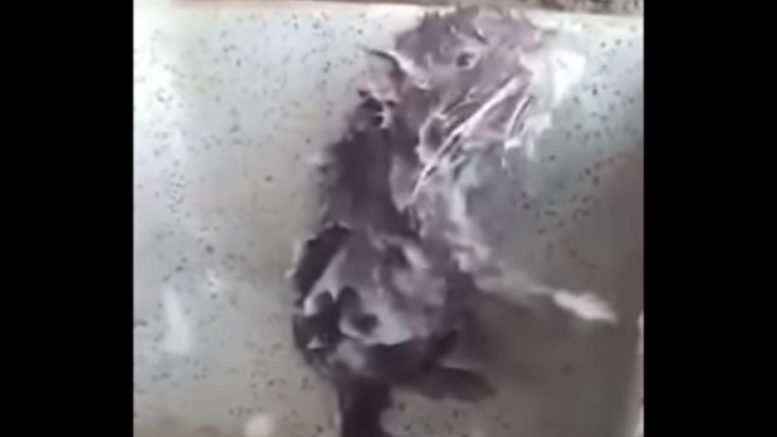В Перу засняли крысу, принимающую душ с мылом