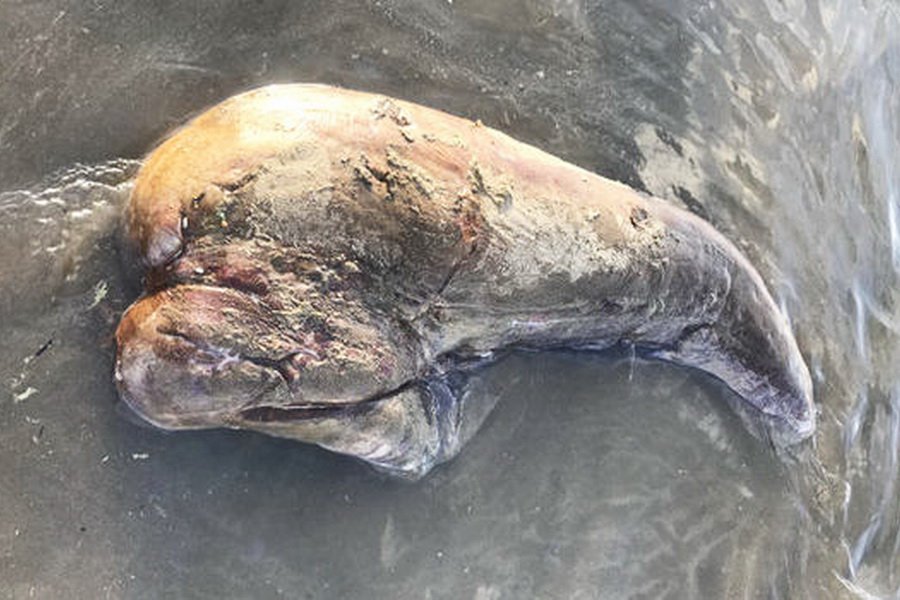 Останки загадочного существа найдены на пляже в Австралии