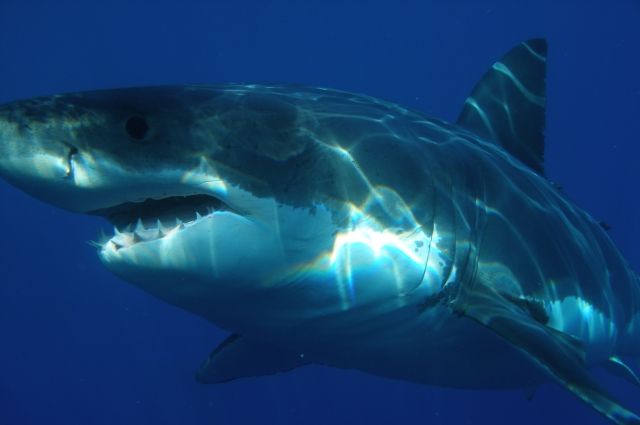 В Хургаде белая акула напала на человека