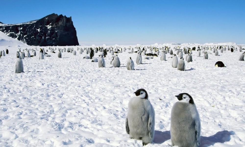 Антарктида. Открытие которого не было