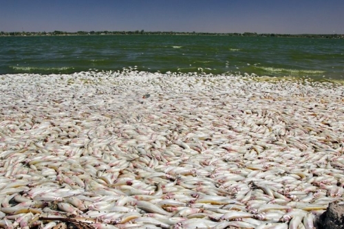 Мертвая рыба забила всю лагуну в Аргентине. Предвестник землетрясения?