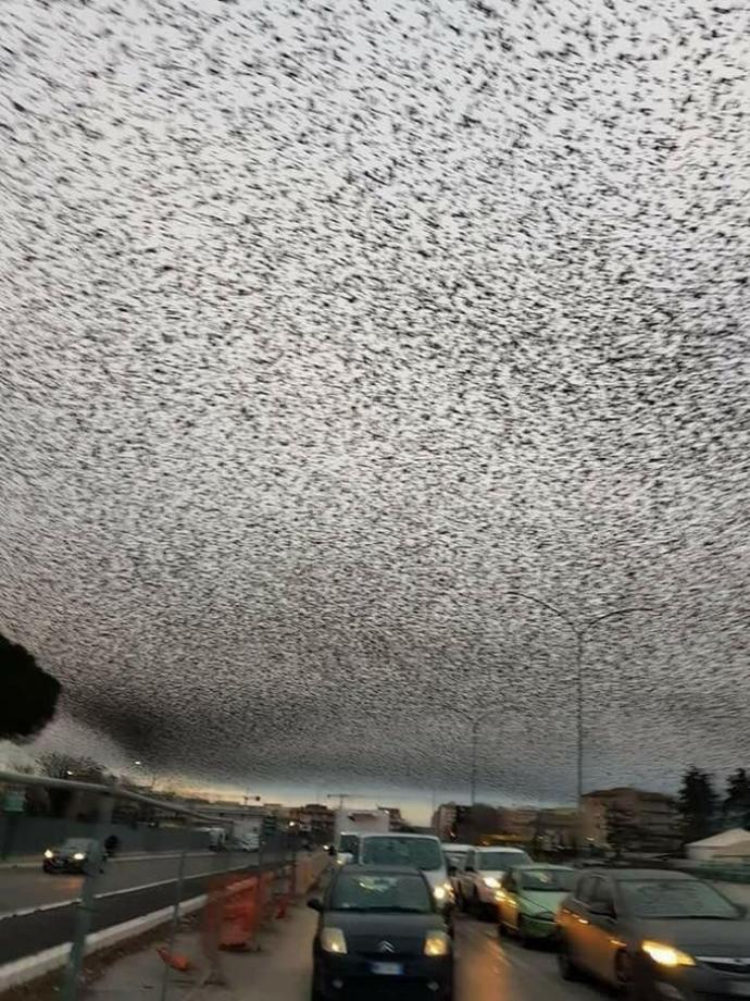 В феврале небо Рима закрыли миллионы перепуганных птиц. Мертвая рыба забила всю лагуну в Аргентине. В Ливане река стала "кровавой"(Видео)