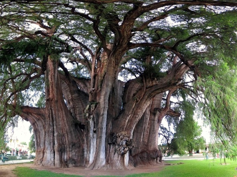 Гиганты планеты: самое толстое дерево в мире