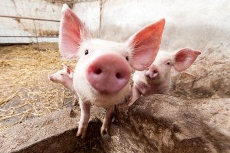Первая в ЕС: В Дании свиней в 2 раза больше, чем людей