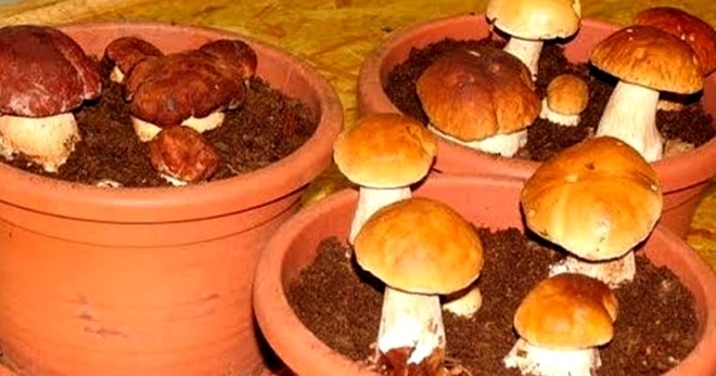 Таким образом можно легко выращивать белые грибы у себя дома на подоконнике…