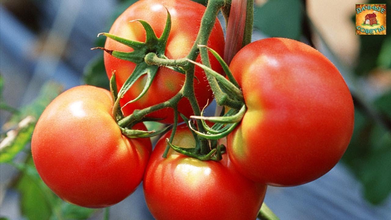 Какие сорта томатов САМЫЕ УРОЖАЙНЫЕ Лучшие сорта для выращивания помидоров для теплицы ДАЧНЫЕ СОВЕТЫ