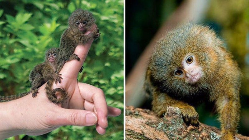 Ученые нашли самых крошечных обезьян в мире
