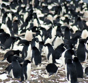 1,5-миллионную колонию пингвинов Адели обнаружили в Антарктиде