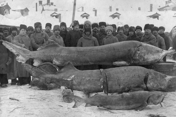 Так выглядит самая большая рыба, когда либо пойманная в России