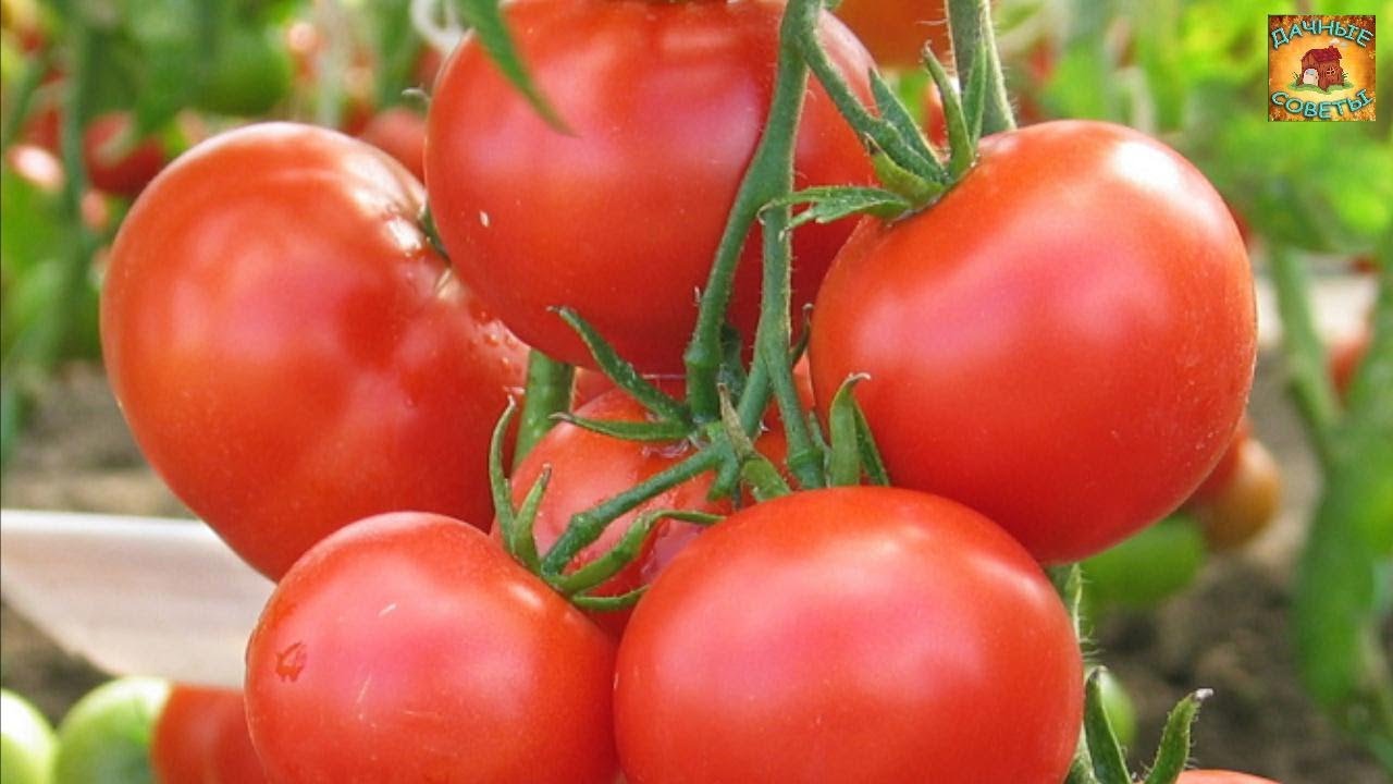 Ранние ТОМАТЫ Как получить УРОЖАЙ в ИЮНЕ Правила ухода за томатами Дачные ХИТРОСТИ и полезные СОВЕТЫ