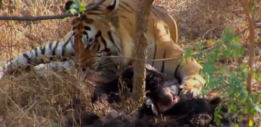 Битва тигра с медведицей попала на видео