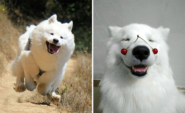 20 доказательств, что Самоеды самые очаровательные собаки в мире