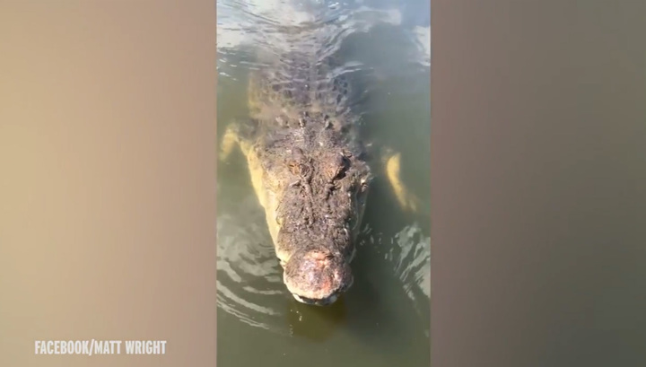 500-килограммовый крокодил едва не откусил оператору голову. Видео