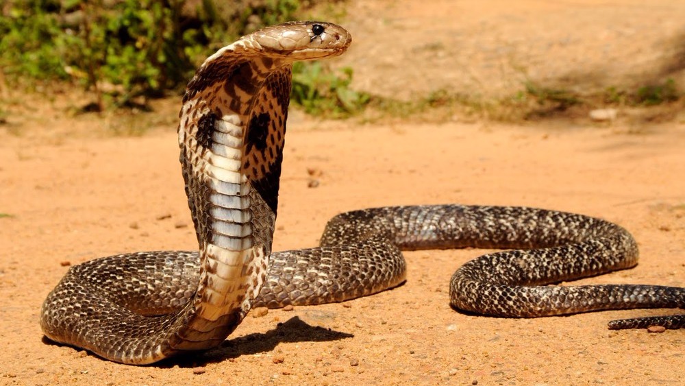 Огромная кобра приползла в деревню и попросила людей о помощи