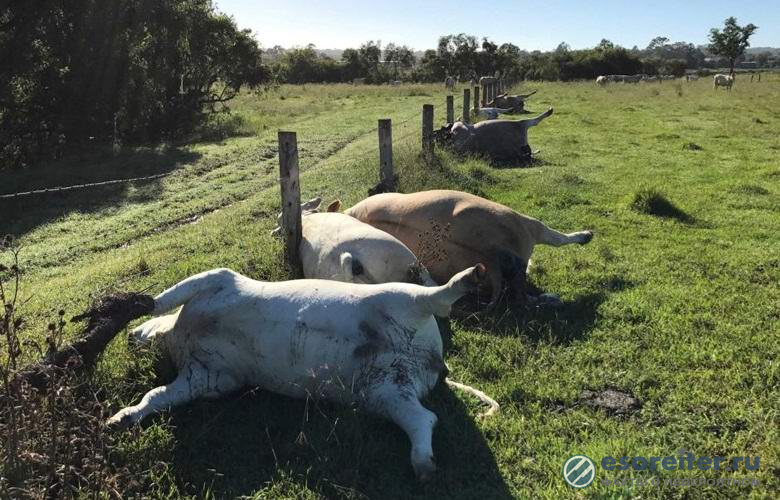 6 коров австралийского фермера погибли разом при загадочных обстоятельствах