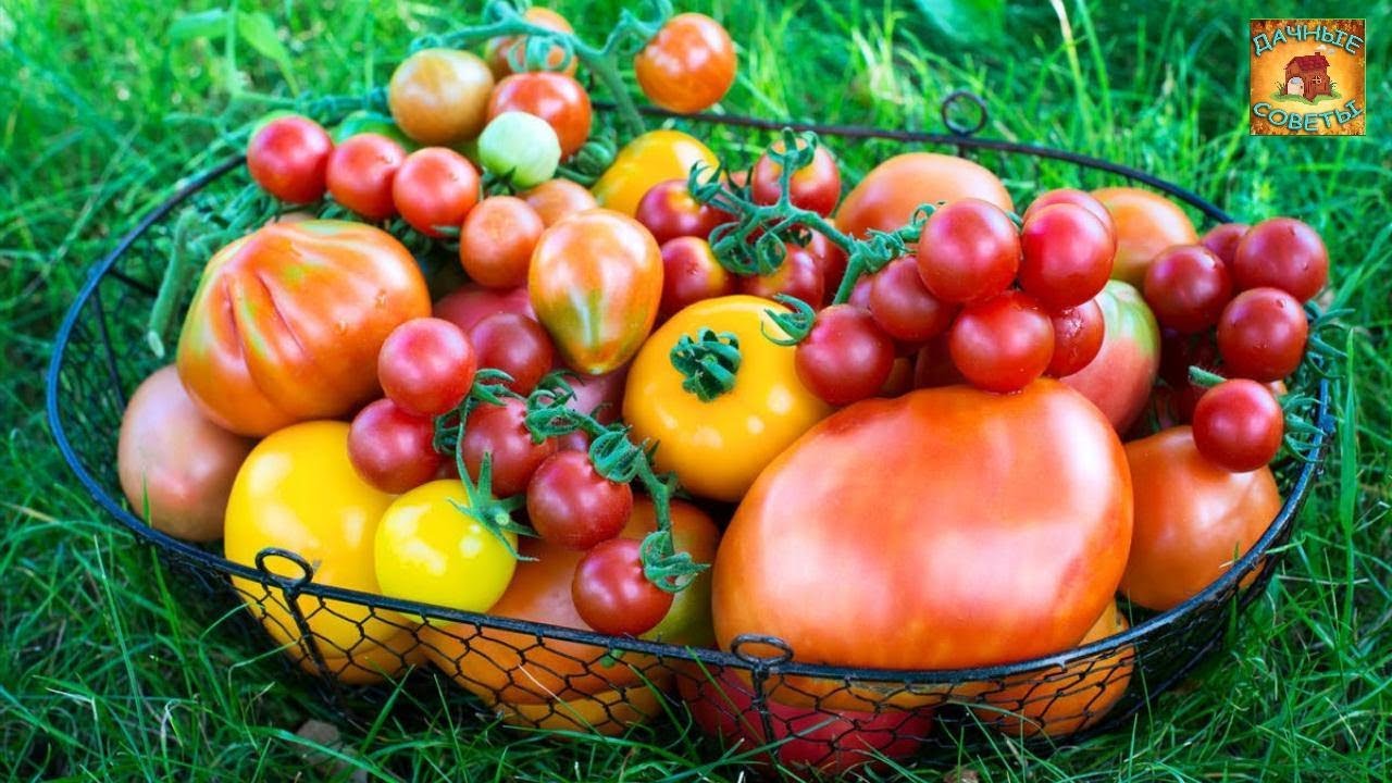 Урожай томатов в холодное лето / Самые лучшие и урожайные сорта томатов