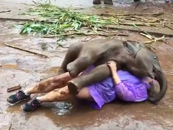 Веселый слоненок завалил туристку прямо в грязь