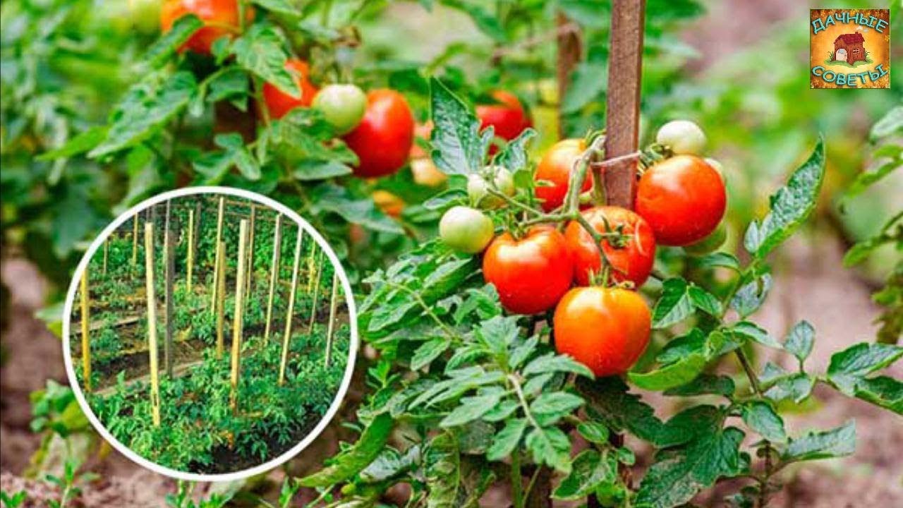 Как правильно подвязывать ТОМАТЫ чтобы они дали ОТЛИЧНЫЙ УРОЖАЙ Способы подвязки помидоров