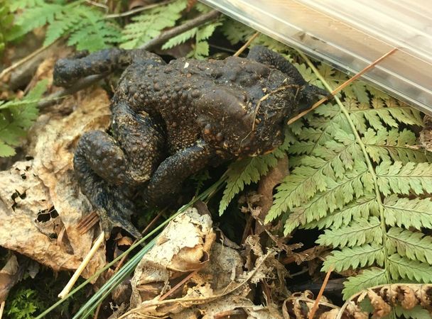 Жаба лишилась головы, но продолжает жить: загадка из лесов Коннектикута
