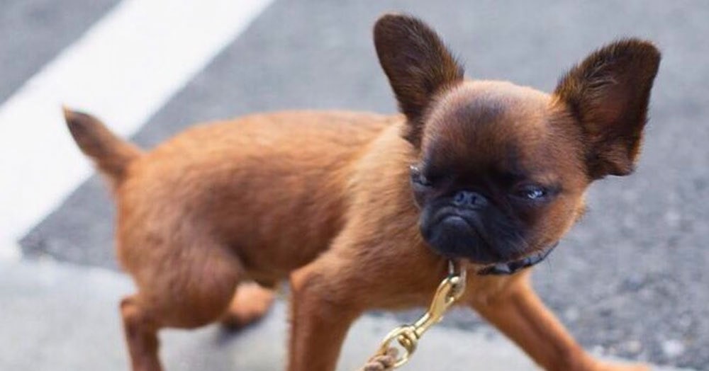 Гизмо - маленький пёс, выразительный взгляд которого красноречиво передаёт всё, что он думает обо всех нас.