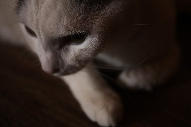 Толстый кот-миротворец стал героем соцсетей