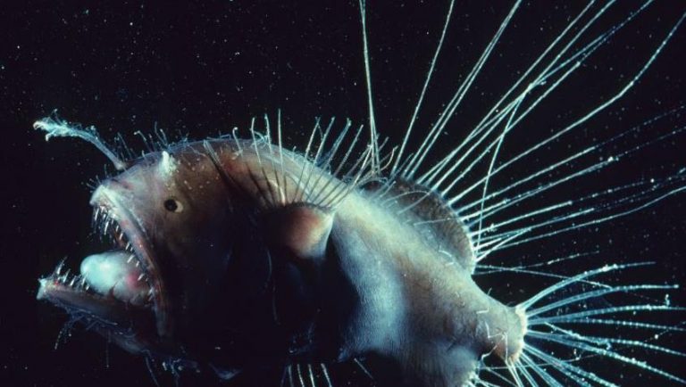 Видео с загадочными обитателями океана, излучающими свет, поразило биологов